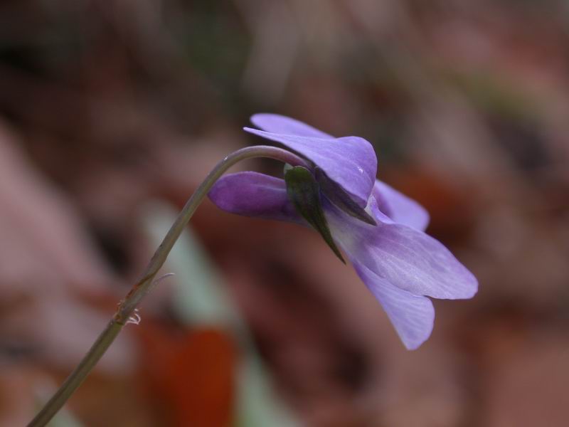 Viola sp.